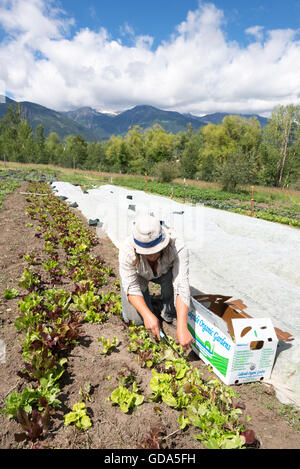 Couper la récolte de laitue sur une ferme dans l'Oregon est Wallowa Valley. Banque D'Images