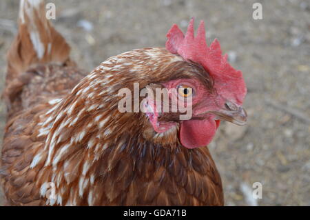 Faire revenir le poulet domestique (Gallus gallus domesticus) / hen en Australie Banque D'Images