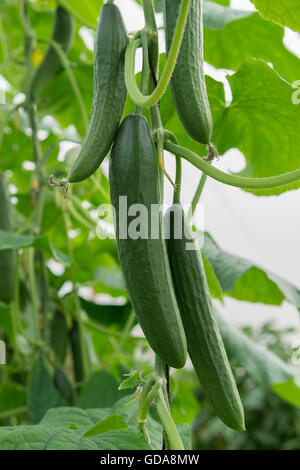 Les concombres vert frais on Tree Banque D'Images