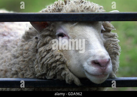 Dolly, la première brebis clonée, à l'Institut Roslin près d'Édimbourg où elle a développé et créé. Dolly était une femelle mouton domestique, et le premier mammifère cloné à partir d'une cellule somatique adulte, à l'aide du processus de transfert nucléaire.Les photographies prises par Colin McPherson ce jour ont été la dernière avant Dolly a été euthanasiés le 14 février 2003 parce qu'elle avait une maladie pulmonaire progressive et grave d'arthrite. Banque D'Images