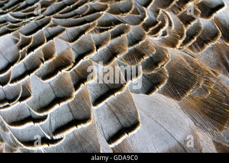 Close-up de plumes d'oie Banque D'Images