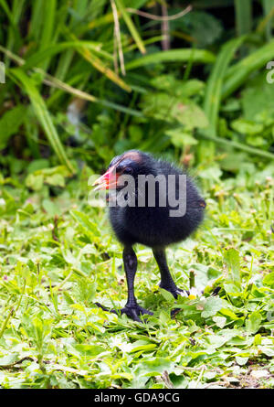 Poussin poule d'eau (Gallinula chloropus) Banque D'Images