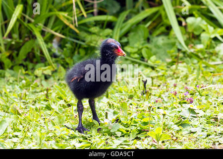 Poussin poule d'eau (Gallinula chloropus) Banque D'Images