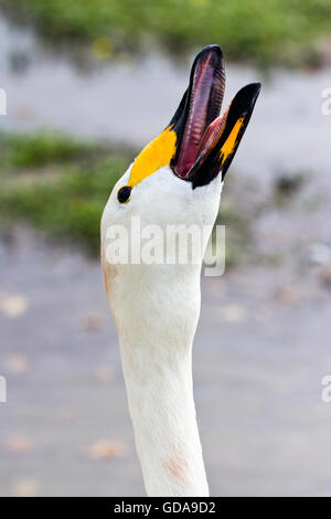 Le cygne de Bewick (Cygnus columbianus) Banque D'Images