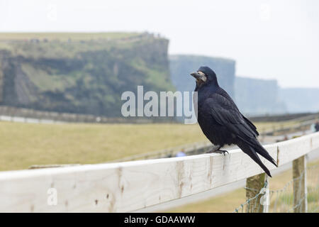 L'Irlande, le comté de Clare, les Falaises de Moher, Crow Banque D'Images