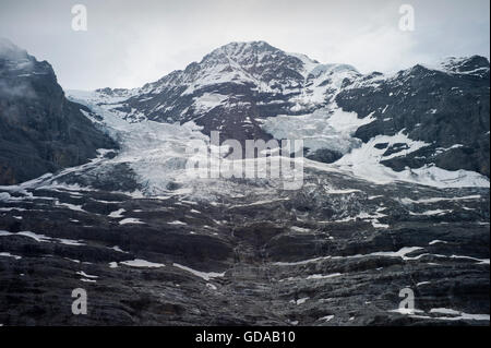 La Suisse. Oberland Bernois. 016 Juillet à pied de moraine glaciaire le long Eigergletscher à Wengen dans les Alpes Suisses Banque D'Images