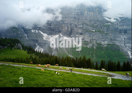 La Suisse. Oberland Bernois. 016 Juillet à pied de moraine glaciaire le long Eigergletscher à Wengen dans les Alpes Suisses Banque D'Images