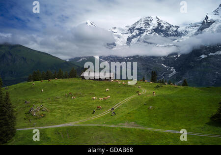 La Suisse. Oberland Bernois. Juillet 2016 Balade dans les Alpes Suisses au-dessus de Murren descendant d'Allmendhubel Banque D'Images