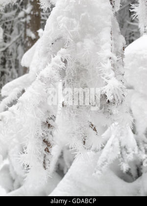 Allemagne, Basse-Saxe, Schleswig-Holstein, les cristaux de givre dans le domaine des forêts enneigées, le ski de fond dans le Harz Banque D'Images