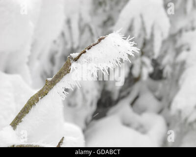 Allemagne, Basse-Saxe, Schleswig-Holstein, les cristaux de givre dans le domaine des forêts enneigées, le ski de fond dans le Harz Banque D'Images