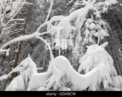 Allemagne, Basse-Saxe, Schleswig-Holstein, les cristaux de givre dans le domaine des forêts enneigées, le ski de fond dans le Harz Banque D'Images