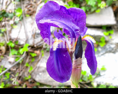 L'Italie, Lombardie, Province de Lecco, fleur d'un iris Banque D'Images