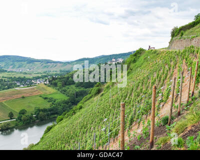 Allemagne, Rhénanie-Palatinat, Zell (Moselle), sur le chemin escarpé de la Moselle, les vignobles avec Moselle et Marienburg Banque D'Images