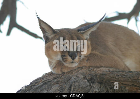 Chat Lynx Avec Des Oreilles Pointues Sur Le Vagabondage Photo Stock Alamy