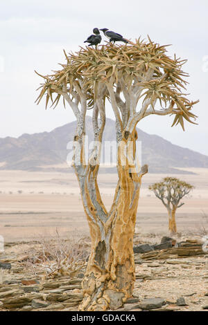 La Namibie, Khomas, carquois arbre dans le désert, Quiver Tree, une espèce de plante du genre Aloen dans la sous-famille des Affodillgewächse Banque D'Images