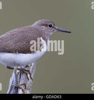 Chevalier grivelé (Actitis hypoleucos commune) debout sur une branche Banque D'Images