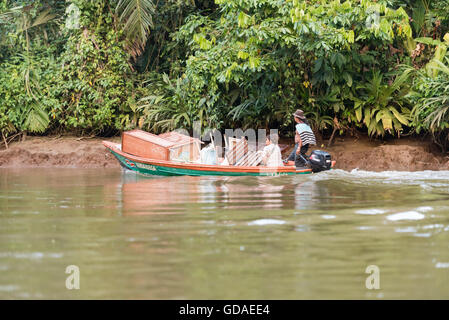 Costa Rica, Limón, Tortuguero, parc national de Tortuguero, défilé dans le Parc National de Tortuguero Banque D'Images