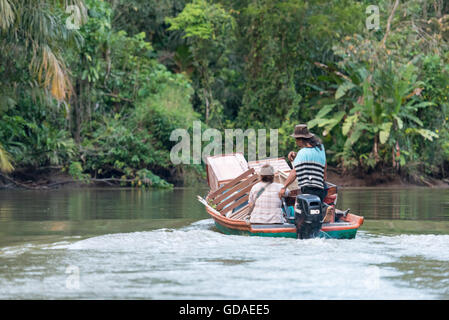 Costa Rica, Limón, Tortuguero, parc national de Tortuguero, défilé dans le Parc National de Tortuguero Banque D'Images