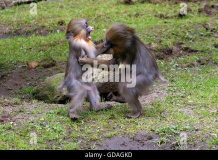 Les jeunes singes Mandrill excité (Mandrillus sphinx) jouer et bousculades Banque D'Images