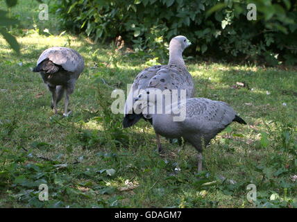 L'Australie du Sud de nourriture trois oies de Cape Barren (Cereopsis novaehollandiae) Banque D'Images