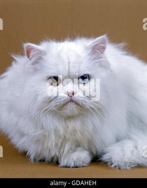 Persan blanc chat domestique, DES PROFILS AVEC DIFFÉRENTES COULEURS DE YEUX Banque D'Images