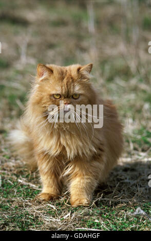 Persan Red Tabby chat domestique, des profils sur l'herbe Banque D'Images