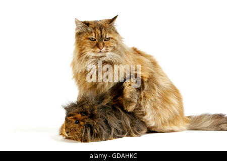 Le Persan écaille chat domestique avec de longs cheveux Cochon contre fond blanc Banque D'Images