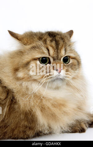 Chat persan GOLDEN, PORTRAIT DE PEUR DES PROFILS Banque D'Images