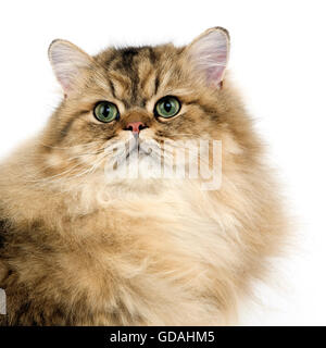 Persian or chat domestique, Portrait d'adulte contre fond blanc Banque D'Images