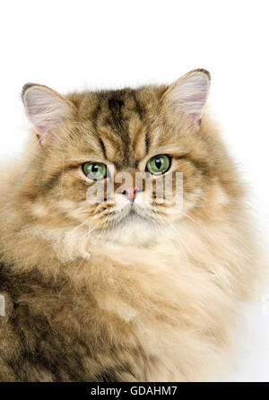 Chat persan GOLDEN, PORTRAIT D'ADULTE CONTRE FOND BLANC Banque D'Images
