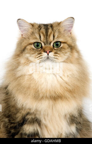Persian or chat domestique, Portrait d'adulte contre fond blanc Banque D'Images