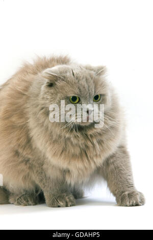 L lilas Highland Fold ou lilas Longhair Scottish Fold soi chat domestique, femme against White Background Banque D'Images