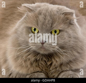 L LILAS LILAS HIGHLAND FOLD OU SCOTTISH FOLD FEMELLE LONGHAIR AUTO Banque D'Images