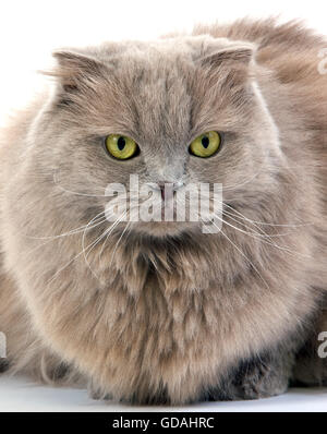 L lilas Highland Fold ou lilas Longhair Scottish Fold soi chat domestique Femme Banque D'Images