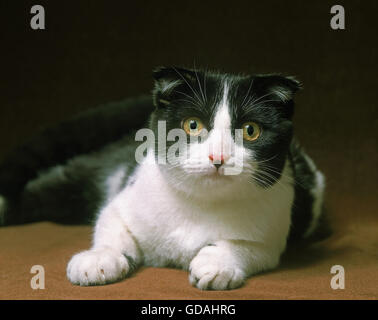 Chat Scottish Fold Banque D'Images