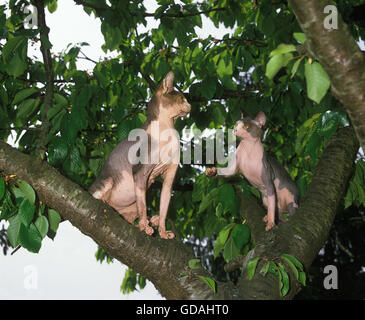 SPHYNX chat domestique, les adultes dans l'arbre Banque D'Images