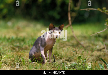 Sphynx chat domestique, des profils sur l'herbe Banque D'Images