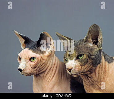 Sphynx chat domestique, sans poil de chat, Portrait d'adultes sur fond gris Banque D'Images