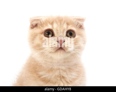 Scottish Fold crème chat domestique, 2 mois chaton blanc contre Bakcground Banque D'Images