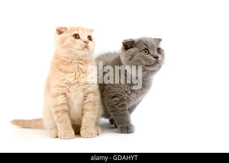 Scottish Fold bleue crème chat domestique, Scottish Fold, British Shorthair et Tortoise-Shell Noir British Shorthair Noir, 2 mois chatons Banque D'Images