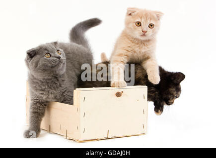 Tortue noire-SHELL British Shorthair bleu et crème avec Scottish Fold chatons (2 MOIS), jouant dans le panier Banque D'Images