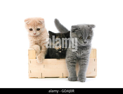 Scottish Fold bleu et crème et noir Tortoise-Shell Scottish Fold British Shorthair chat domestique, 2 mois chatons jouant dans Crateful against White Background Banque D'Images