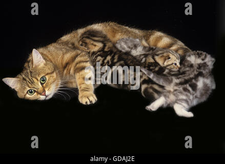 Brown Tabby chat domestique européen, Mère avec chaton suckling Banque D'Images