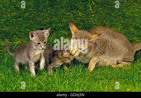 Chat domestique, oriental avec Mère Cub sur l'herbe Banque D'Images