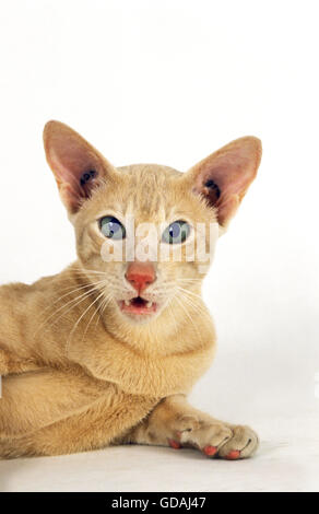 Oriental crème chat domestique portant contre fond blanc Banque D'Images