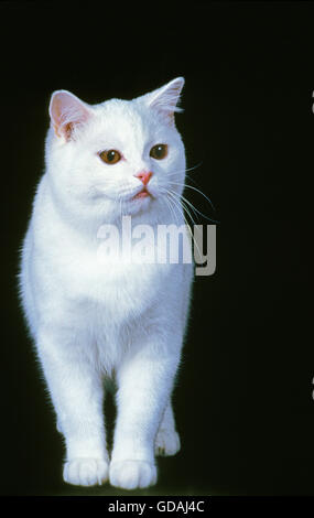 British Shorthair chat domestique blanc sur fond noir Banque D'Images