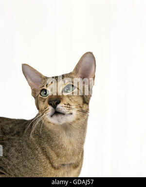 Oriental Tabby brun chat domestique, Portrait contre fond blanc Banque D'Images