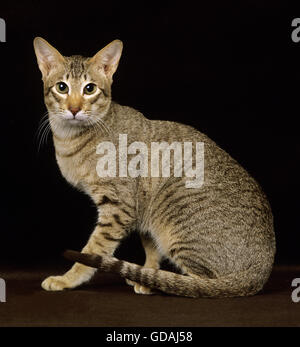 Oriental Tabby brun chat domestique sur fond noir Banque D'Images