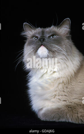 Ragdoll chat domestique sur fond noir Banque D'Images