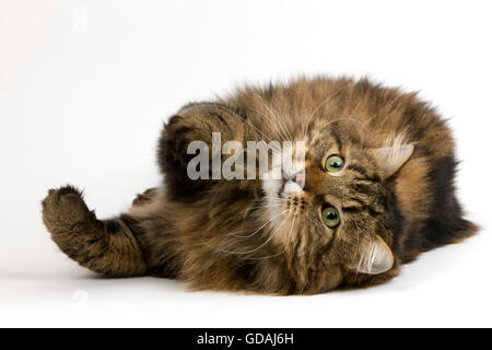 Chat domestique angora, homme fixant against White Background Banque D'Images